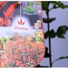 Korallberkenye Photinia fras. Magical Volcano C2
