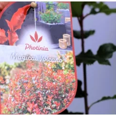 Korallberkenye Photinia fras. Magical Volcano C2