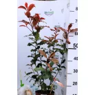 Korallberkenye Photinia fras. Magical Volcano C2