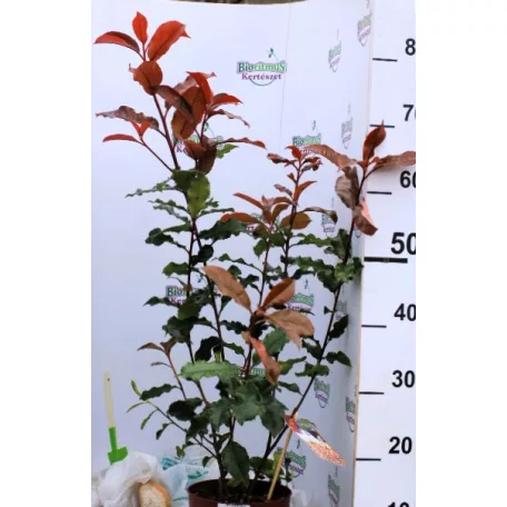 Korallberkenye Photinia fras. Magical Volcano C2