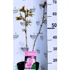 Prunus serrulata C4,6
