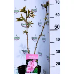 Prunus serrulata C4,6