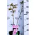 Prunus serrulata C4,6