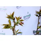 Prunus serrulata C4,6