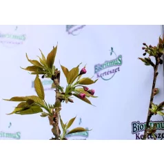 Prunus serrulata C4,6