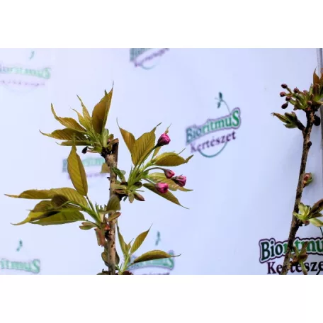 Prunus serrulata C4,6