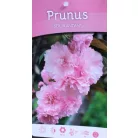 Prunus serrulata C4,6