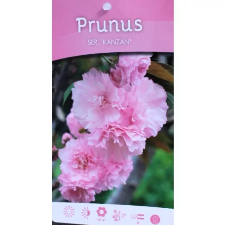 Prunus serrulata C4,6