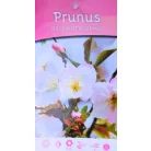 Prunus serrulata C4,6