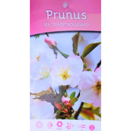 Prunus serrulata C4,6
