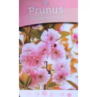Prunus serrulata C4,6