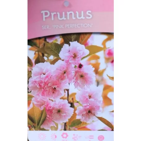 Prunus serrulata C4,6