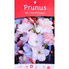 Prunus serrulata C4,6
