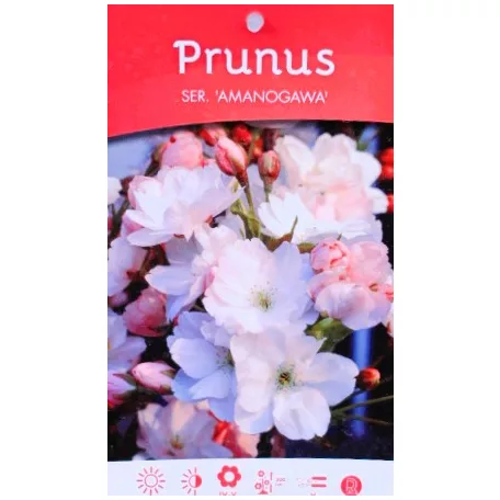 Prunus serrulata C4,6