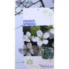 Kökény Prunus spinosa C3