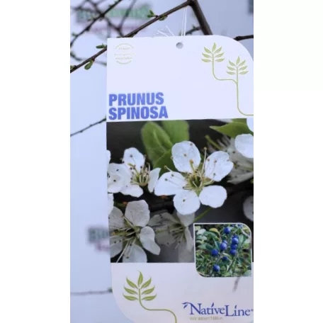 Kökény Prunus spinosa C3