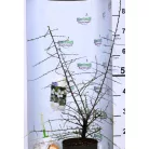 Kökény Prunus spinosa C3