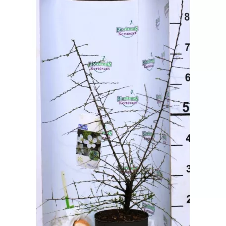 Kökény Prunus spinosa C3
