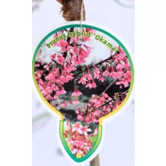 Japán díszcseresznye Prunus Okame C4