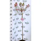 Japán díszcseresznye Prunus Okame C4