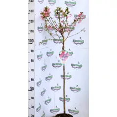 Japán díszcseresznye Prunus Okame C4