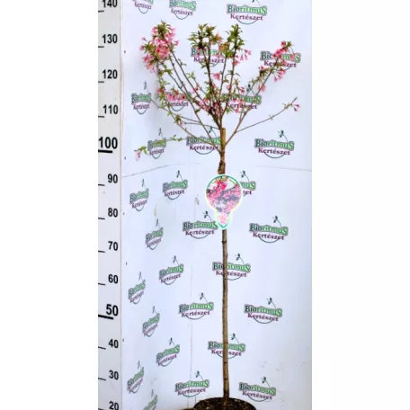 Japán díszcseresznye Prunus Okame C4