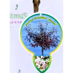 Vérszilva Prunus cerasifera Hessei C4