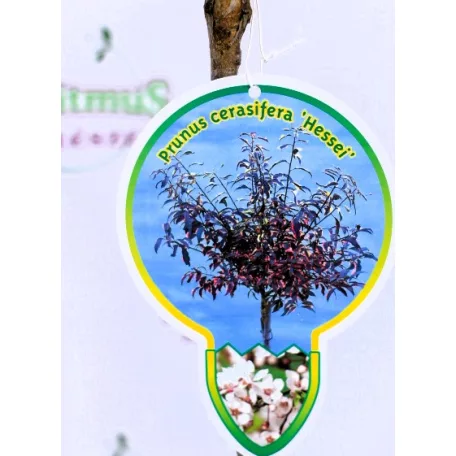 Vérszilva Prunus cerasifera Hessei C4