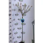 Vérszilva Prunus cerasifera Hessei C4