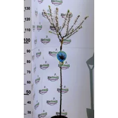 Vérszilva Prunus cerasifera Hessei C4