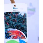 Ecetfa Rhus typhina C5