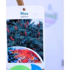 Ecetfa Rhus typhina C5