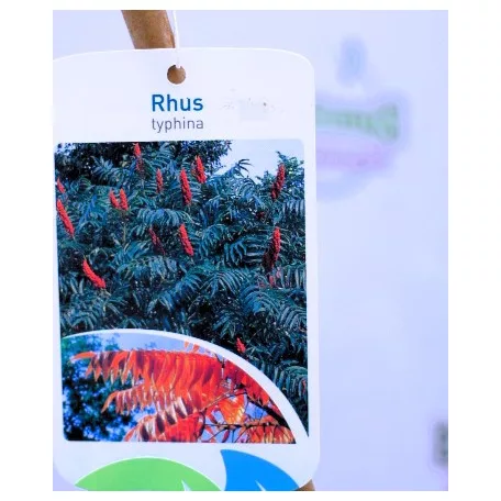 Ecetfa Rhus typhina C5
