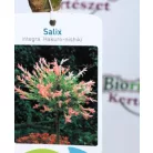 Tarkalevelű japán fűz Salix integra Hakuro-nishiki C3