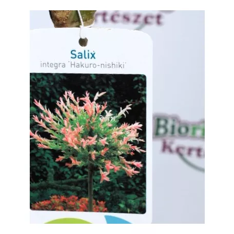 Tarkalevelű japán fűz Salix integra Hakuro-nishiki C3