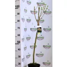 Tarkalevelű japán fűz Salix integra Hakuro-nishiki C3