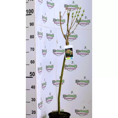 Tarkalevelű japán fűz Salix integra Hakuro-nishiki C3