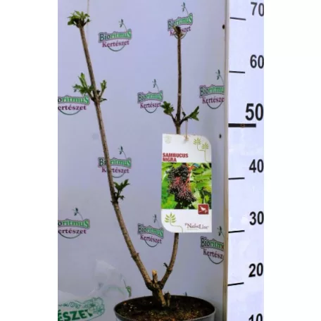 Fekete bodza Sambucus nigra C3