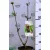 Fekete bodza Sambucus nigra C3