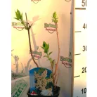 Orgona, fehér Syringa vulg. Mme Florent Stepman C2