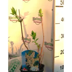 Orgona, fehér Syringa vulg. Mme Florent Stepman C2