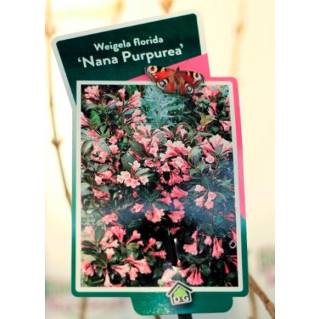 Rózsalonc, törpe, bordó levelű Weigela florida Nana Purpurea P19