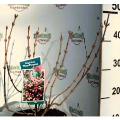   Rózsalonc, törpe, bordó levelű Weigela florida Nana Purpurea P19