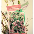 Rózsalonc, alacsony, tarka levelű Weigela florida Nana Variegata P19