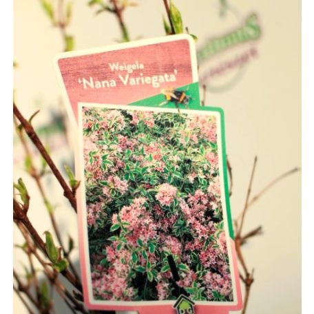 Rózsalonc, alacsony, tarka levelű Weigela florida Nana Variegata P19