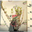 Rózsalonc, alacsony, tarka levelű Weigela florida Nana Variegata P19