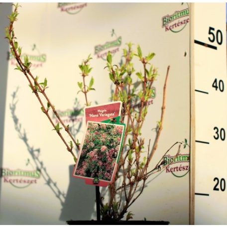 Rózsalonc, alacsony, tarka levelű Weigela florida Nana Variegata P19