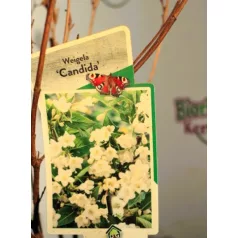 Rózsalonc, fehér virágú Weigela Candida P19