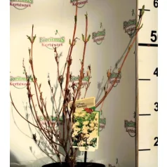 Rózsalonc, fehér virágú Weigela Candida P19