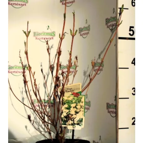 Rózsalonc, fehér virágú Weigela Candida P19